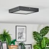 Isela Plafondlamp LED Zwart, 1-licht