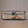 Paul Neuhaus Verlichting CONNI Hanglamp LED Zwart, 2-lichts