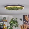Dorel Plafondlamp LED Groen, Wit, 1-licht
